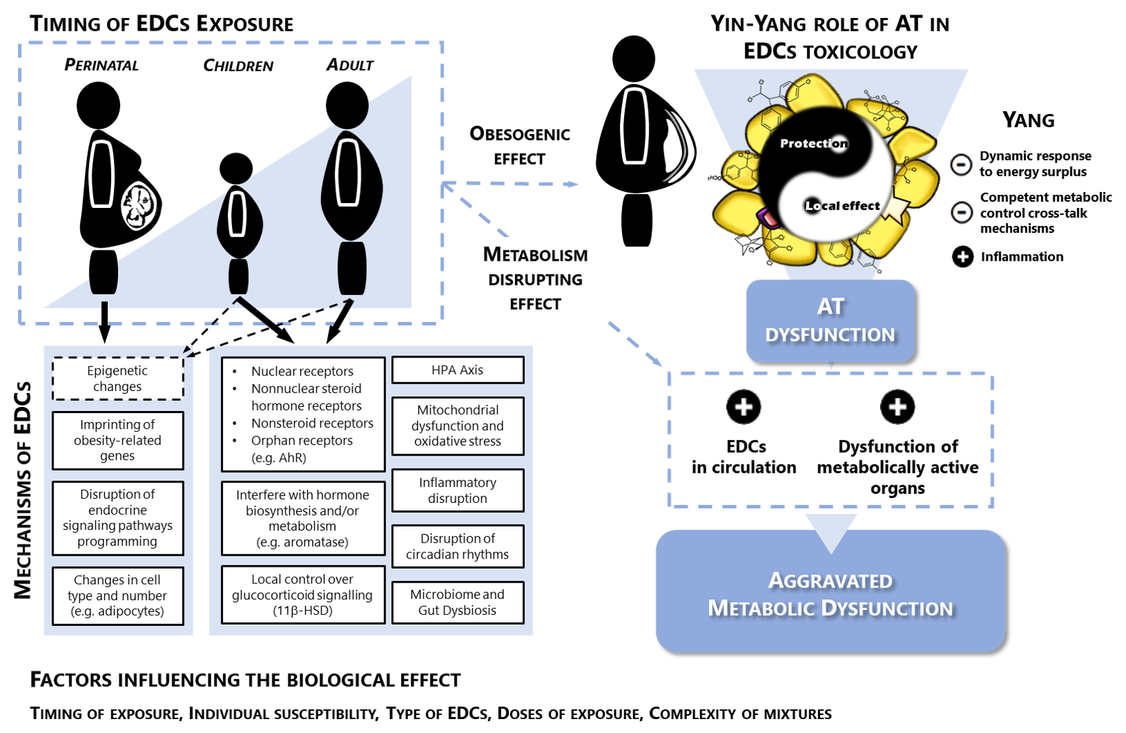 Picture_Highlighed Project (Effects of EDCs i_ana.faria@nms.unl.pt